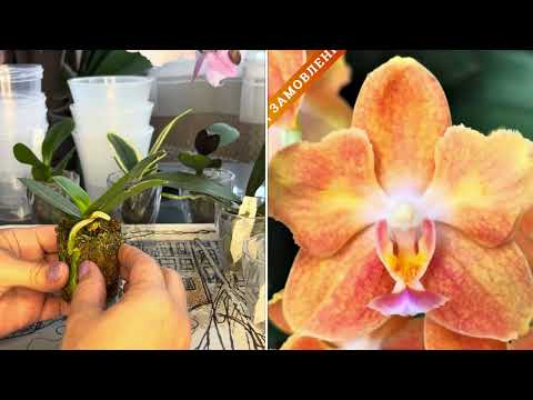 Видео: Как пересадить Орхидеи в размере 1,7 ?  Три варианта размещения