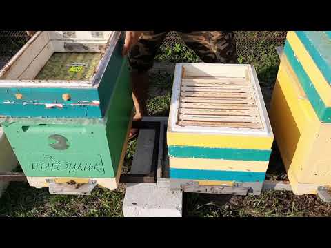 Видео: Масштабный Эксперимент. Зимовка Пчёл.Часть 2
