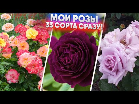 Видео: Мои розы   33 сорта сразу!