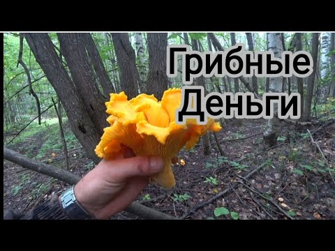 Видео: Грибной промысел. У нас получилось.