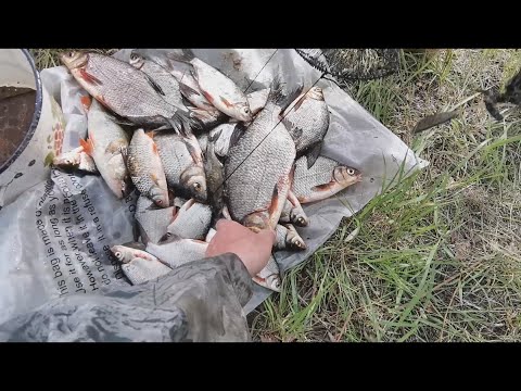 Видео: Рыбалка на Припяти В проводку на ракушку Основы