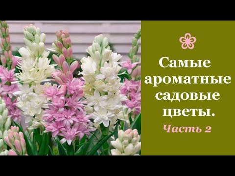 Видео: ❀ Самые ароматные садовые цветы. Часть 2