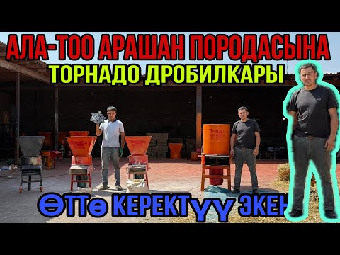 Видео: КОЙЛОРДУ ЭМИ СЕМИРТИП БАГАБЫЗ ✊🏻🔥🇰🇬✅