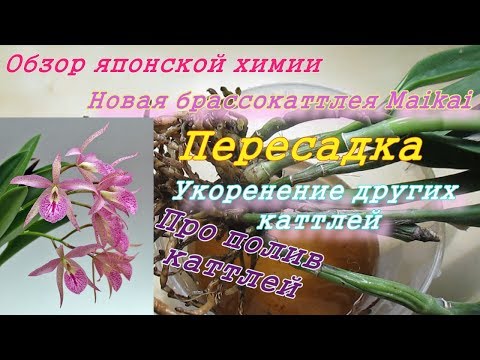 Видео: Японская химия. Брассокаттлея Maikai. Пересадка. Про полив и наращивание корней у каттлей.