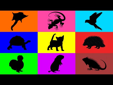 Видео: Домашние животные: котёнок, черепаха, кролик, ёжик, курица, хомяк, игуана, ящерица, неразлучник, ...