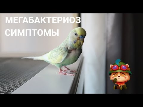 Видео: МЕГАБАКТЕРИОЗ | СИМПТОМЫ И ДИАГНОСТИКА | Aoi Inko