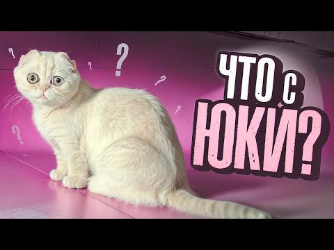 Видео: ОБЗОР НА КОТА
