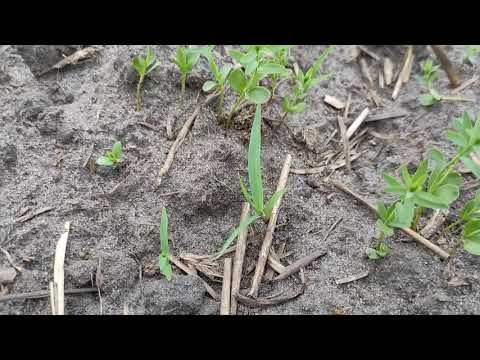 Видео: Льон олійний технологія вирощування , перший досвід