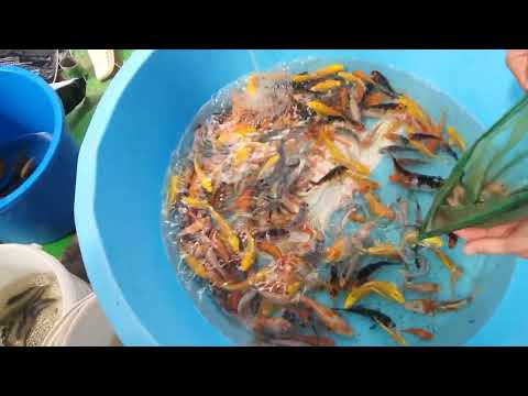 Видео: Честная продажа мальков  Премиум селекции этого года Профессиональному рыбоводу. #кои #Коиферма