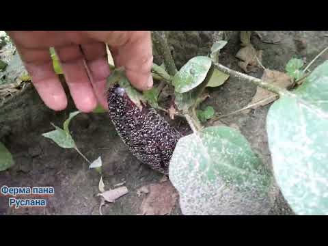 Видео: Вибираємо вже перші баклажани 🍆🍆🍆.