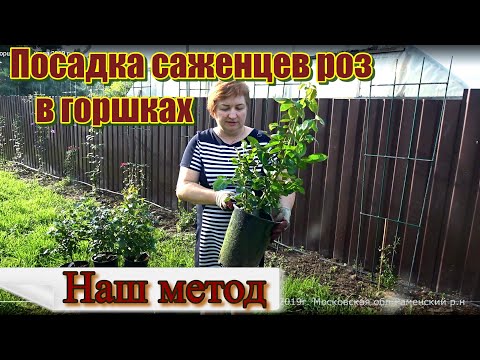 Видео: Посадка саженцев роз в горшках. 26 июля 2019 г.