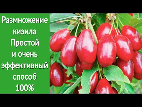 Видео: Размножение кизила. Как легко сделать много саженцев