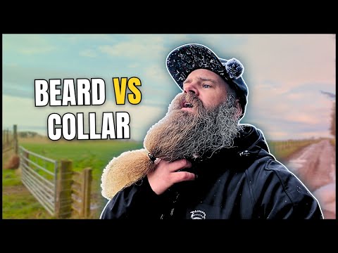 Видео: Борода против рубашек на пуговицах и молний | Серия «Прогулка» | Braw Beard (2025)