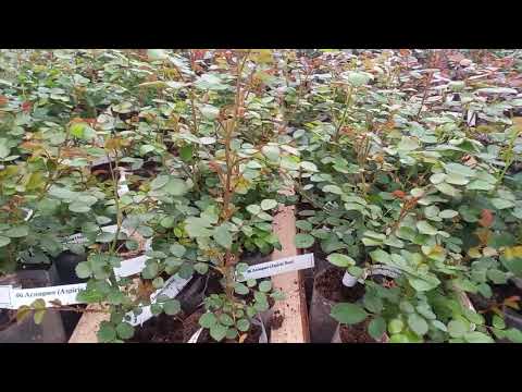 Видео: Зимняя прививка в теплице.