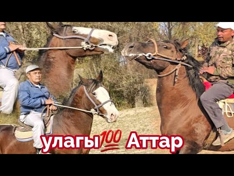 Видео: Аттарды 2 ноябрда Аламан Улакта Сынап Ал🔥
