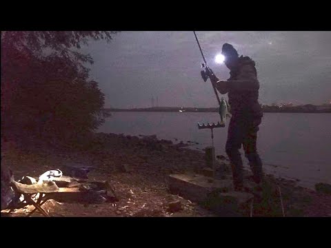 Видео: Динозаври клюють уночі 🦈 Браконьєрська Сітка❓Рибалка в Києві 🎣 #fishing #рибалка 
