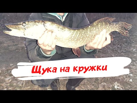 Видео: ЛОВЛЯ ЩУКИ НА ЖИВЦА. Северский Донец ЩУКА НА КРУЖКИ