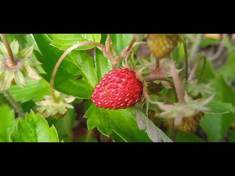 Видео: Взял старт летнего марафона по сбору дикоросов. Сбор кипрея 🌿, первые ягоды земляники и клубники 🍓