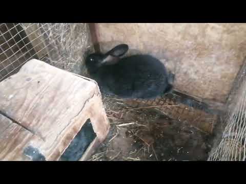 Видео: ОДИН ОТВЕТ НАЧИНАЮЩИМ КРОЛИКОВОДАМ