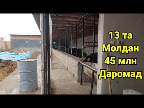 Видео: Уй шароитида Кучат новвосчалар бокиш бизнеси