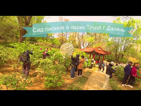 Видео: Сад пионов в парке Труда города Далянь, 30 апреля 2024 года