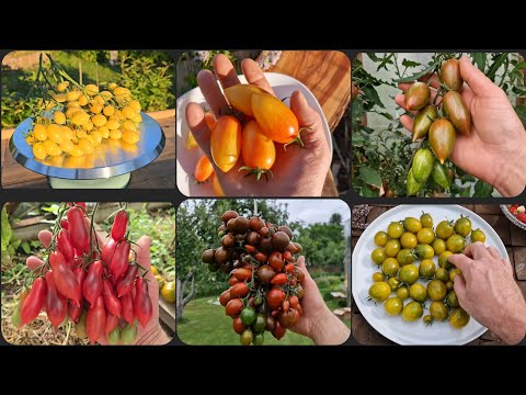 Видео: 9 ВКУСНЫХ ЧЕРРИ ТОМАТОВ 🍅 сорта для выращивания!!! Обзор и дегустация экзотических сортов 👍