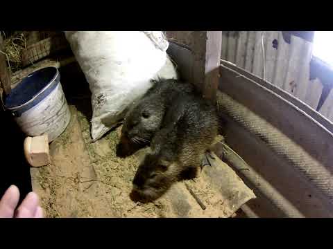 Видео: Каждый год новый самец нутрии для самок.Вакцинация кроликов