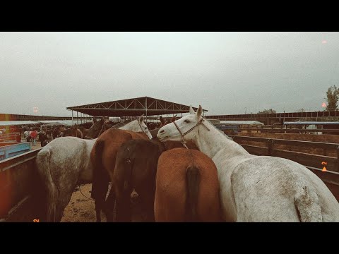 Видео: Конный рынок в Ташкенте, Узбекистан! Шуро от бозор 2022!