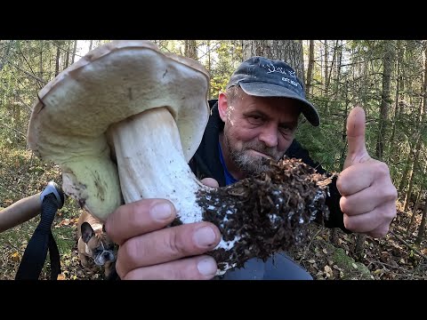 Видео: ГРИБ-ВЕЛЕТЕНЬ! Понад 700 грамів щастя! 22 жовтня ЗНАХІДКА РОКУ!