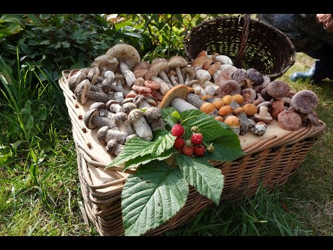 Видео: Грибная разведка 17 сентября 2023. Всеволожский район.