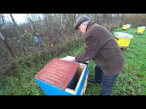 Видео: Признаки начала благополучной зимовки пчёл