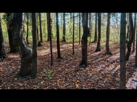 Видео: Год ведения бюджета по системе конвертов💪 Распределяем очередное поступление💰