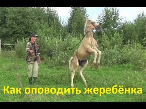 Видео: Как оповодить маленького жеребёнка без помощников.