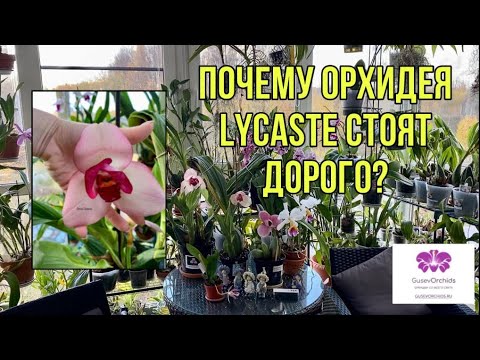 Видео: Почему Орхидея Lycaste стоит ДОРОГО?