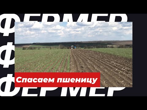 Видео: Спасаем слабую пшеницу! Просевы. Корка. Селитра. Закрытие влаги.