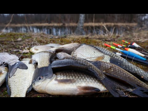 Видео: По-літньому закормив Точку під Акацією і наловив Карася на Поплавок.Річка Уж