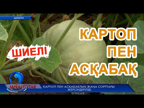 Видео: Картоп пен асқабақ Қызылорда облысында жаңа технологиялармен өсірілуде