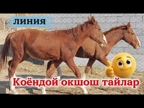 Видео: Тектуу тай издегендерге таркатыныз