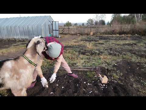 Видео: Катя. Моя Зоя. Тишина. 