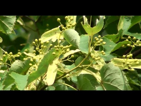 Видео: Лесная липа на старте.