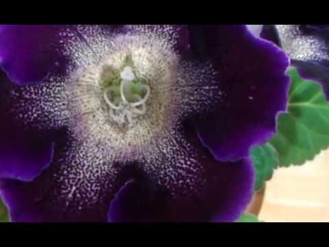 Видео: Сбор семян глоксиний.Ответы на вопросы.