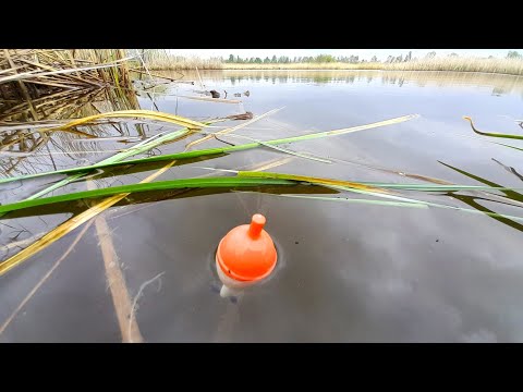 Видео: ЛОВЛЯ КАРАСЯ на БАМБУКОВУЮ УДОЧКУ  Рыбалка на карася #рыбалка #ловлякарася #fishing #рыбалканакарася