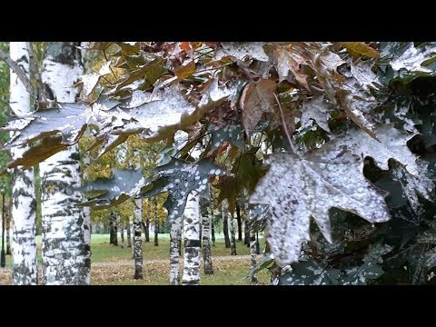 Видео: Нежность осени и спокойная музыка  | Осеннее настроение