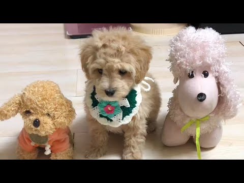 Видео: 7 Человек подобрал слабого щенка, позаботился об этом каждый день и, наконец, возвращал его к жизни!