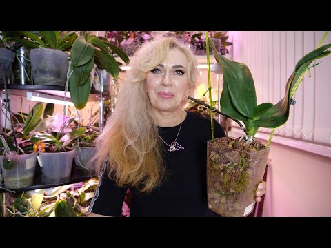 Видео: "Хватит дурью маяться" РАБОТАЕМ. Этой системе говорю " НЕТ!" Анализируем Что нам показывают.