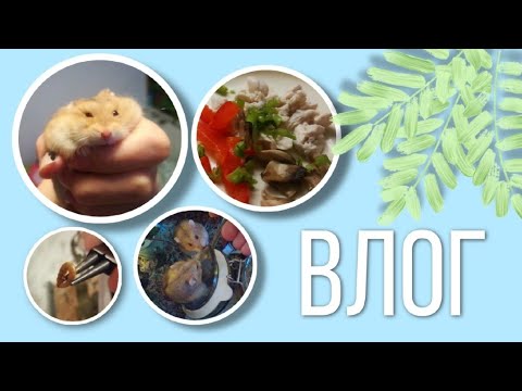 Видео: ПОКОРМИЛА ХОМЯКОВ ЖИВЫМИ ЧЕРВЯМИ? | Кормление Хомяков 🌱 | Отвечаю на Вопросы | Родословная Хомяков