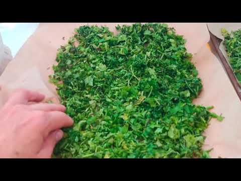 Видео: Что делать с кинзой Сушеная кинза, заготовки на зиму