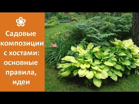 Видео: ❀ Садовые композиции с хостами: основные правила, идеи