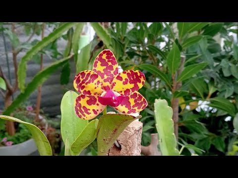 Видео: Мій догляд за орхідеєю Катлея.(полив ,пересадка ,ділення ) Плацентеріум. Врожай зизифуса.
