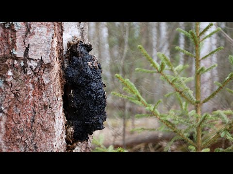 Видео: Чага. Как собираю, храню, и пью.